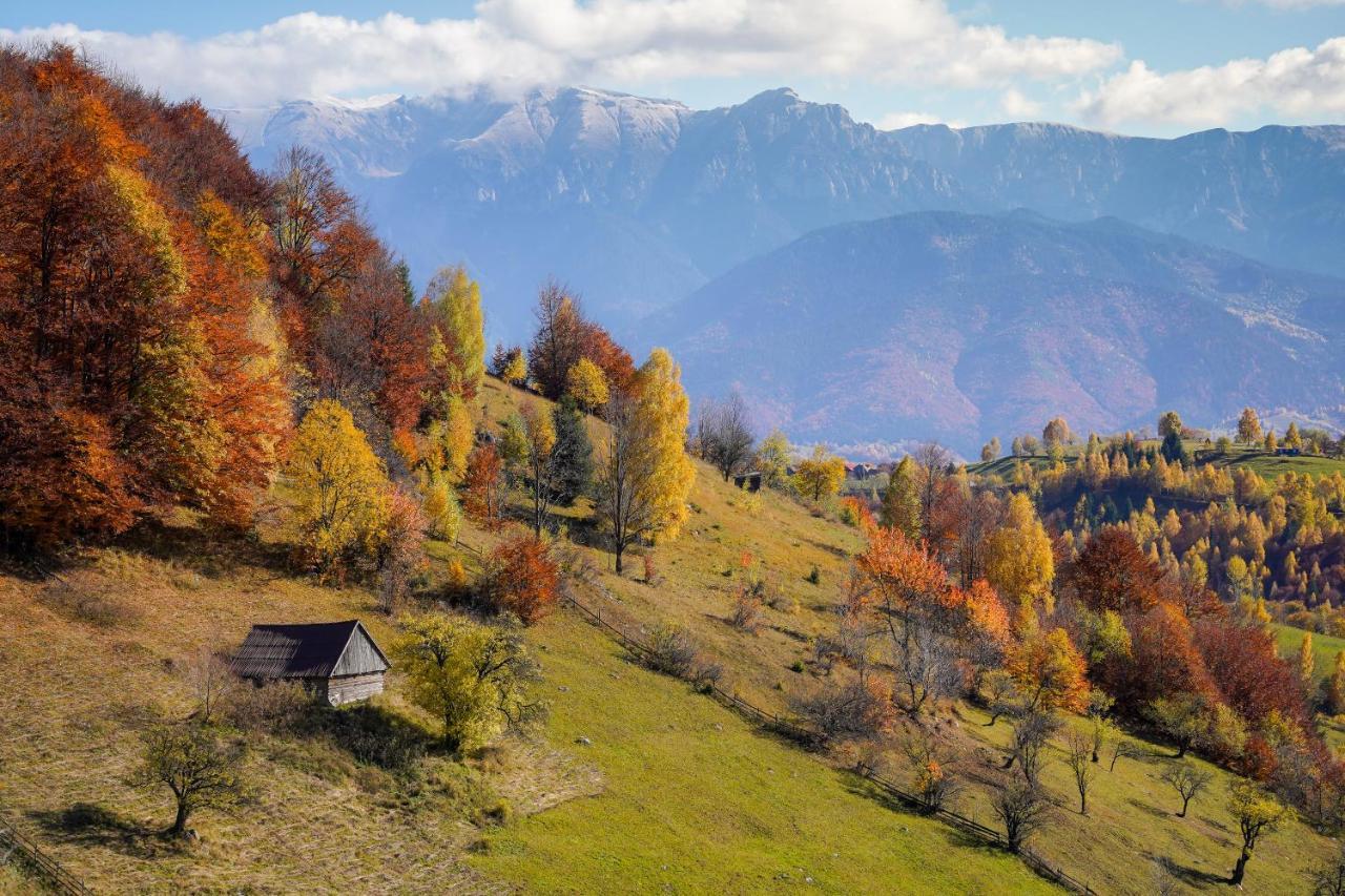 Pensiunea Hodaita Măgura Extérieur photo